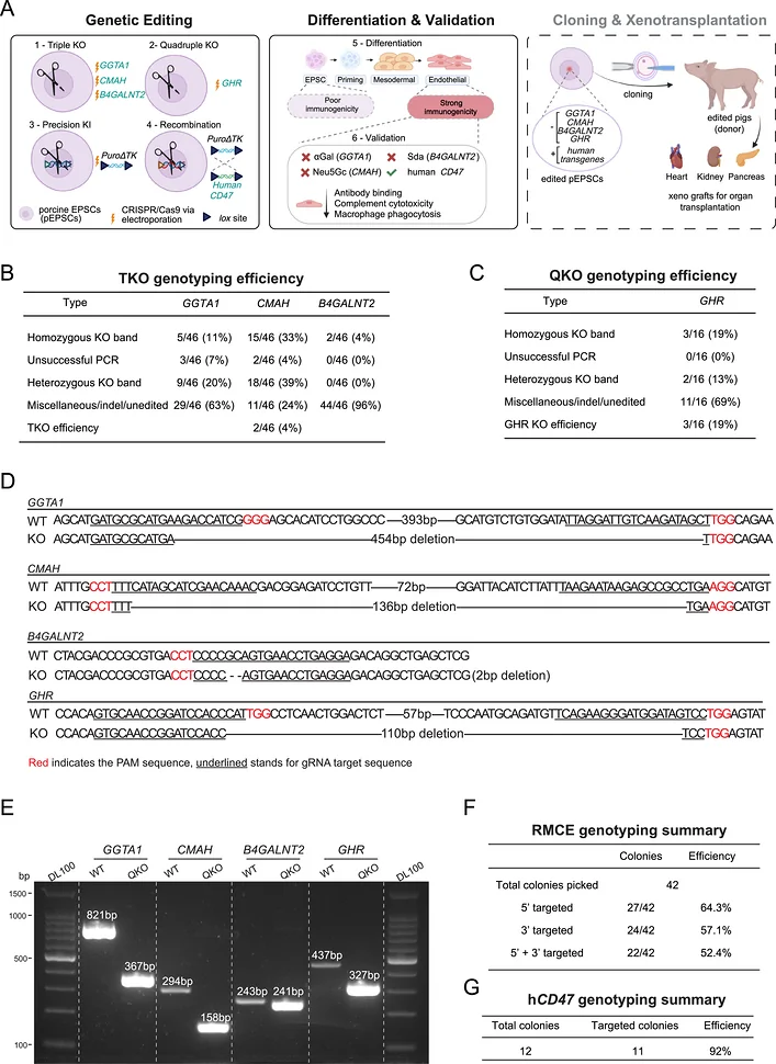 Figure 1. Serial genome editing in porcine EPSCs (pEPSCs) for xenotransplantation.