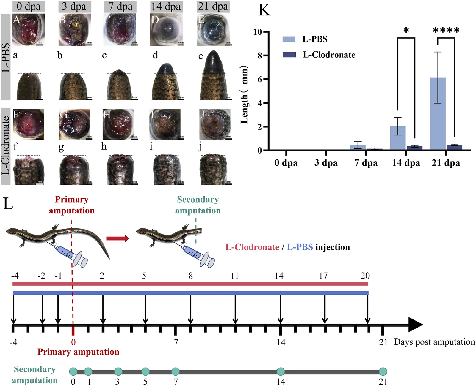 Figure 1. Tail regeneration in S. tsinlingensis is impaired upon macrophage depletion.