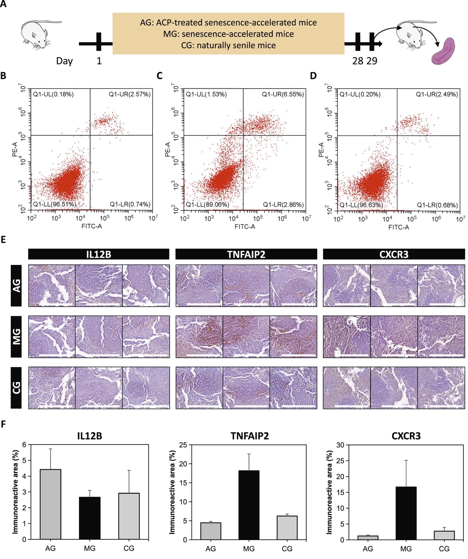 Figure 1. Anti-aging effect evaluation of ACP.