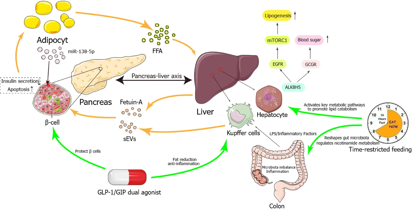 Figure 1. The mechanism diagram delineates the core pathways by which pathological crosstalk between the pancreas and liver drives metabolic dysfunction in the context of obesity.