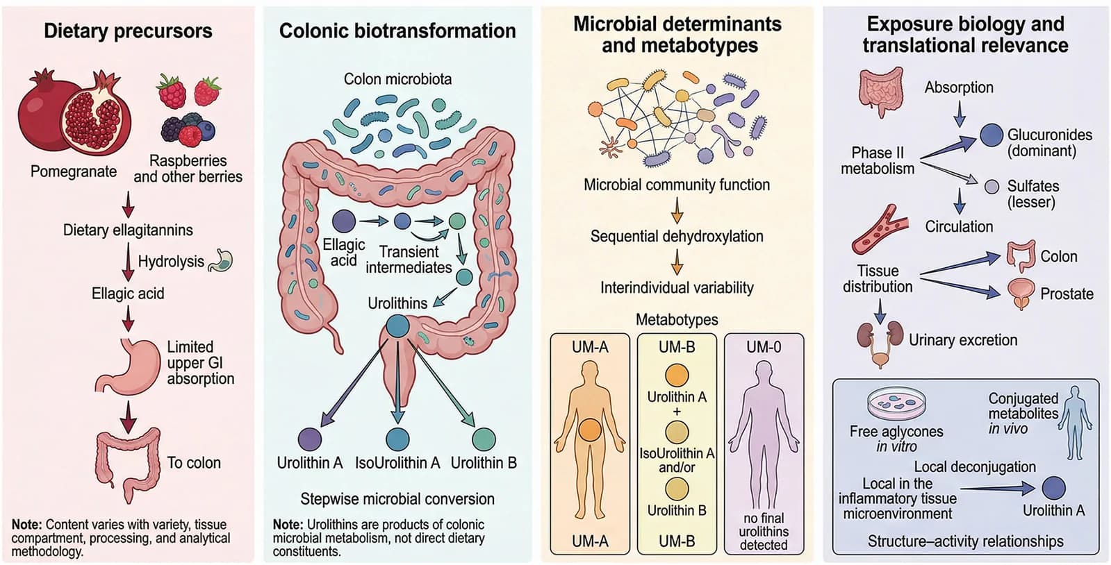 Figure 1. Biogenesis, metabotypes, and exposure biology of urolithins.