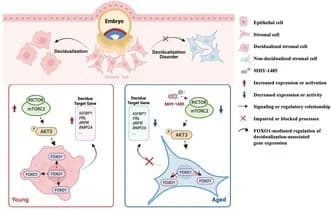 Graphical abstract from Aging Cell