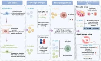Graphical abstract from Aging Cell
