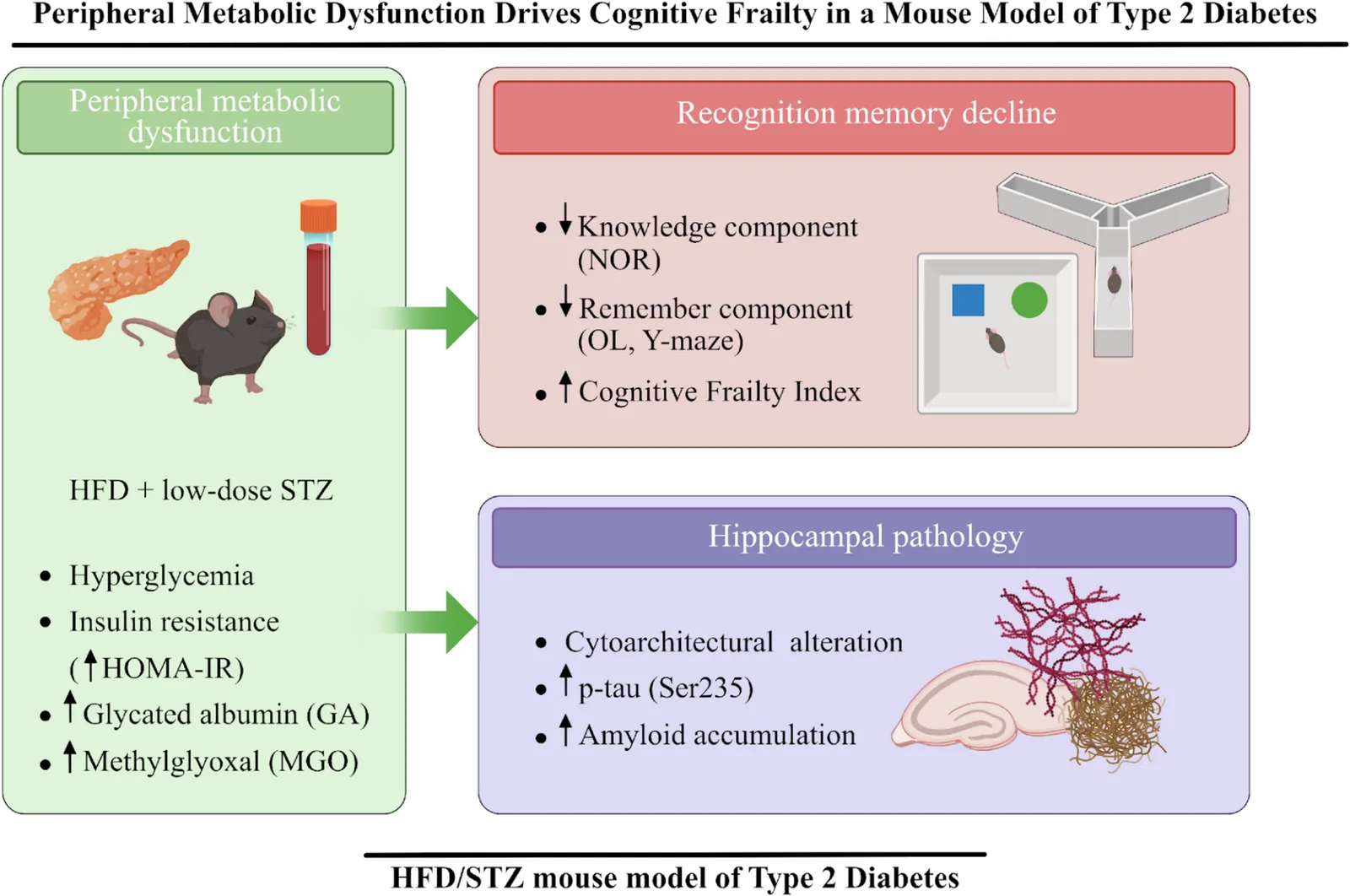 Graphical abstract from Metabolic Brain Disease