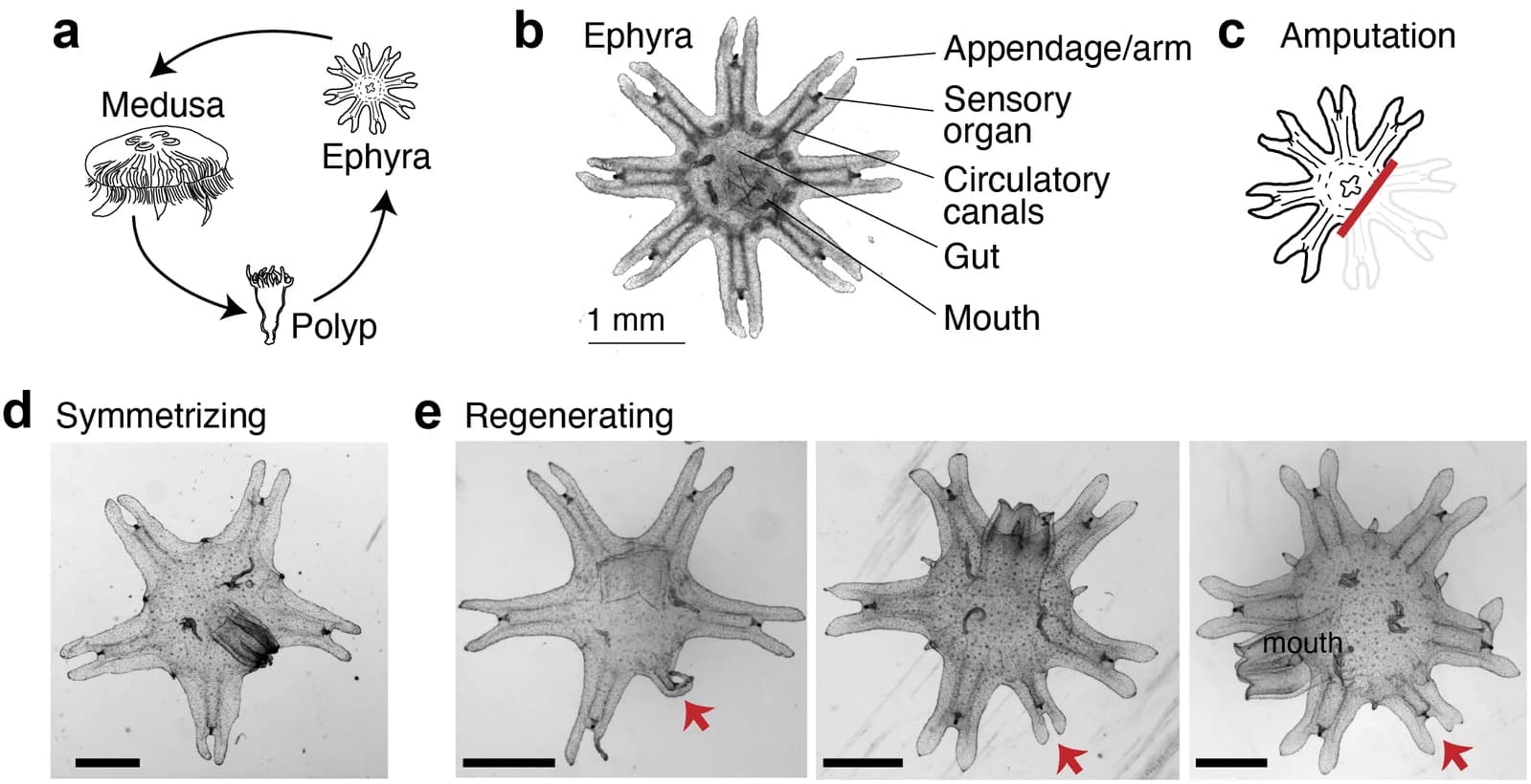 Fig 1. Increasing nutrient availability promotes activation of regeneration in moon jelly.