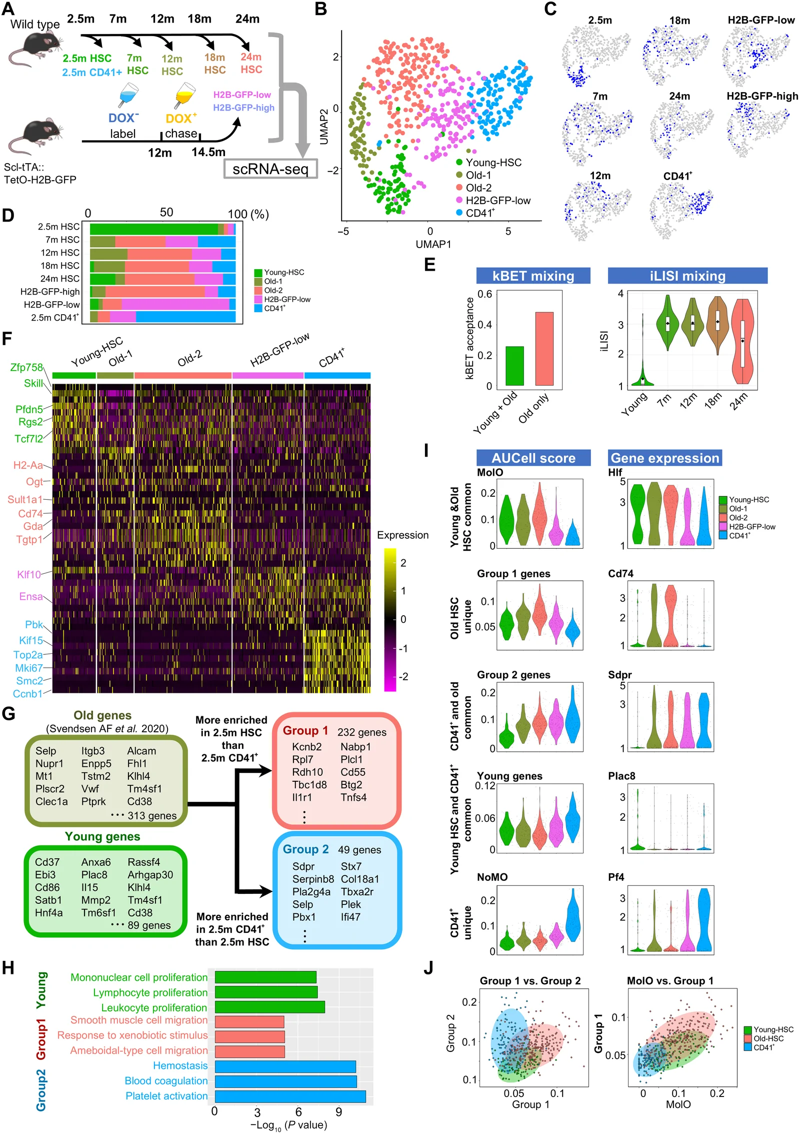 Fig. 1. Old HSCs coexist with transcriptional features of both the most primitive HSCs and megakaryocytic progenitors.