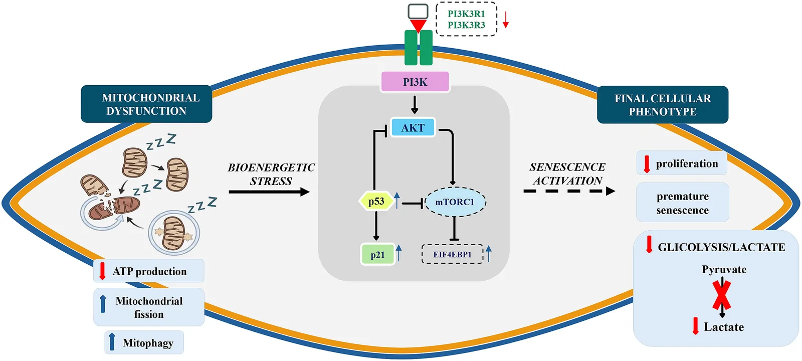 Graphical abstract from Human Molecular Genetics