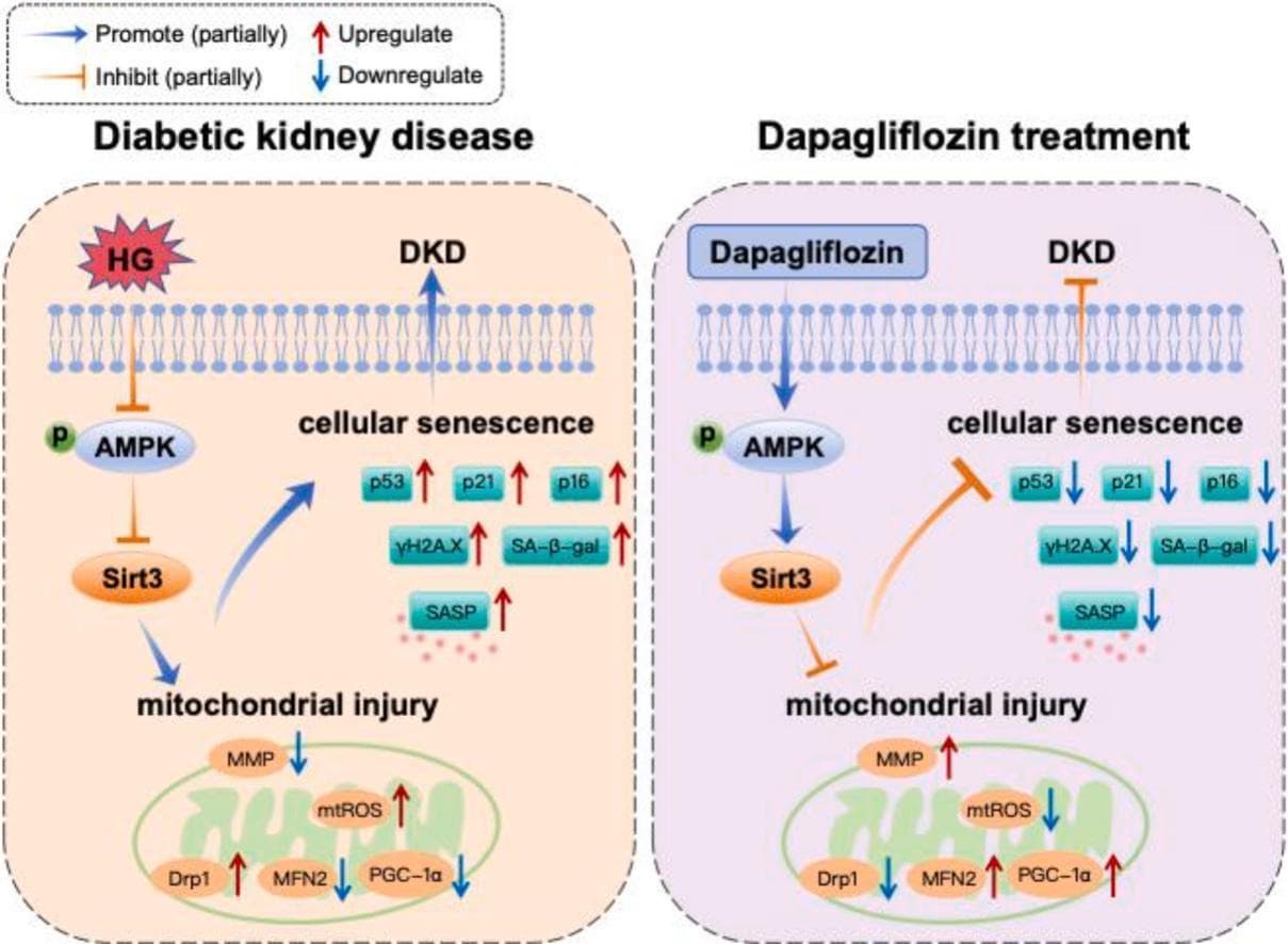 Graphical abstract from Biochemical Pharmacology