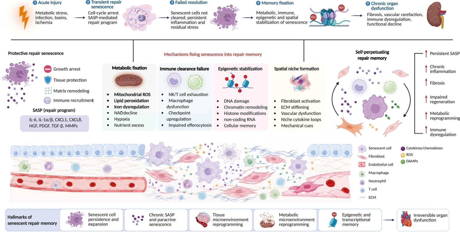 Figure 1 from Ageing Research Reviews