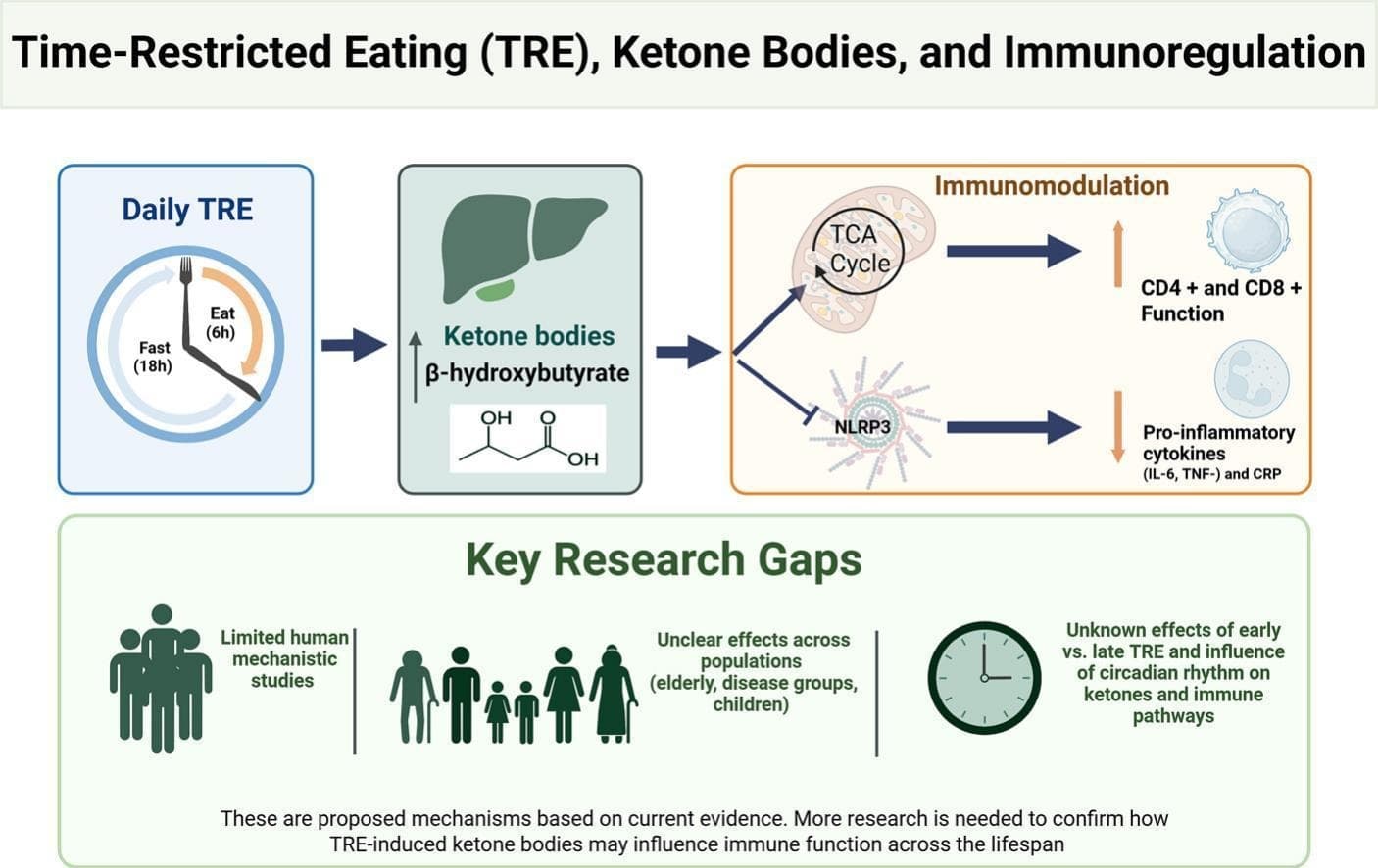 Graphical abstract from Metabolism