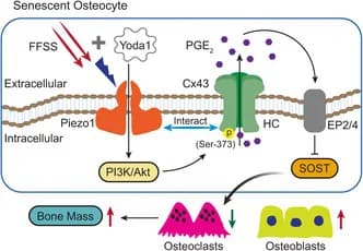 Graphical abstract from Aging Cell