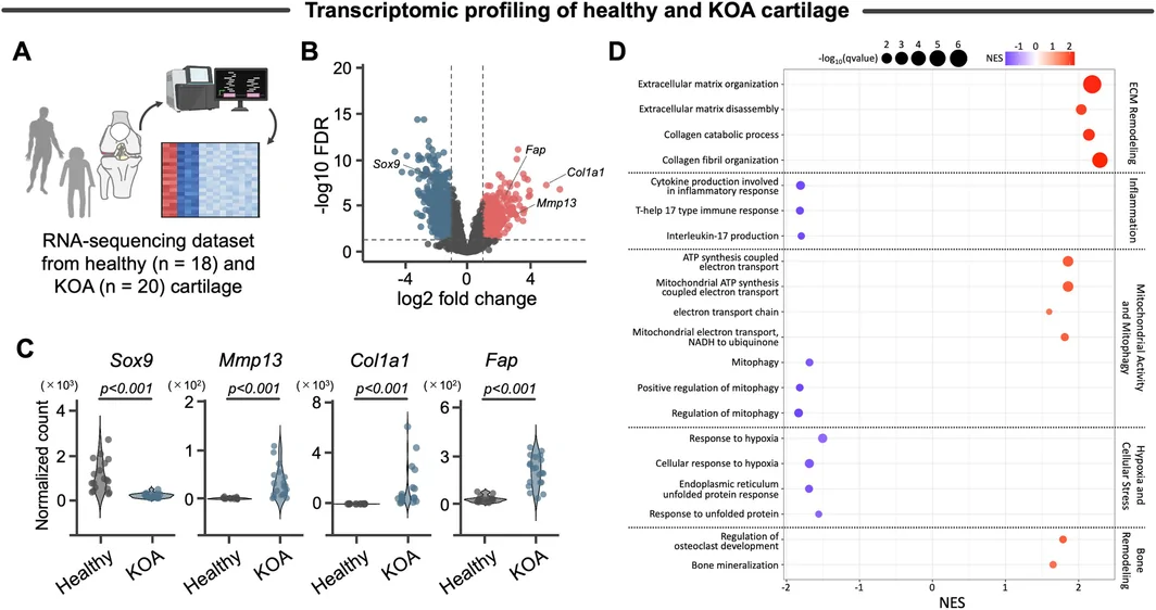 Figure 1. Validation of aging‐associated transcriptomic data as a biologically relevant foundation for network‐based modeling.