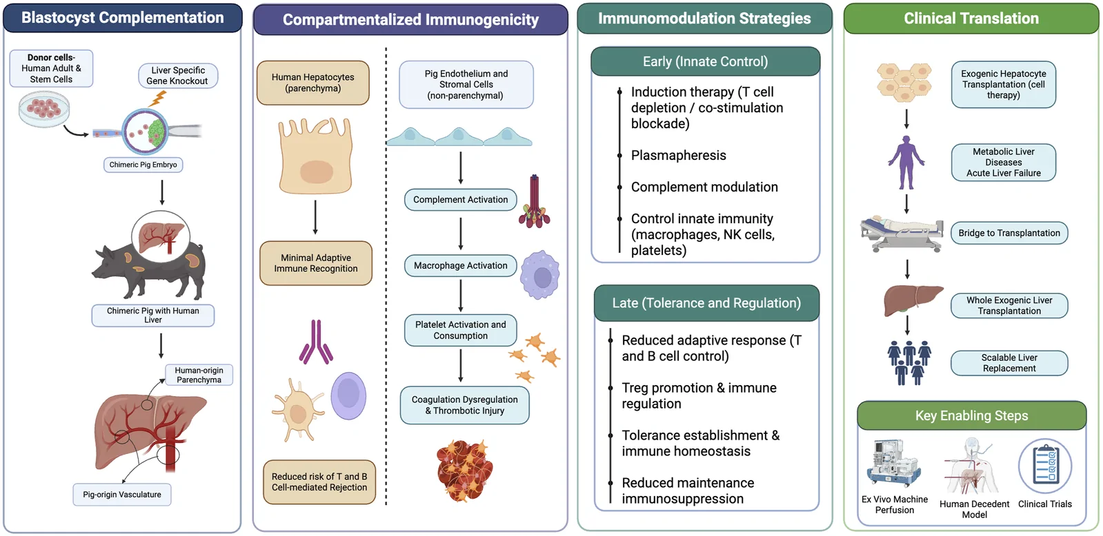 Graphical abstract from Cell Transplantation