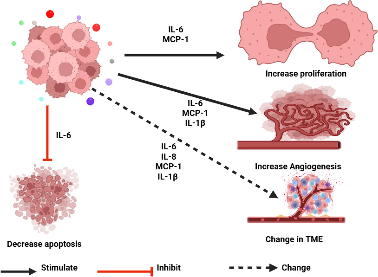 Fig. 1. Effects of SASPs secretion on Cancer.