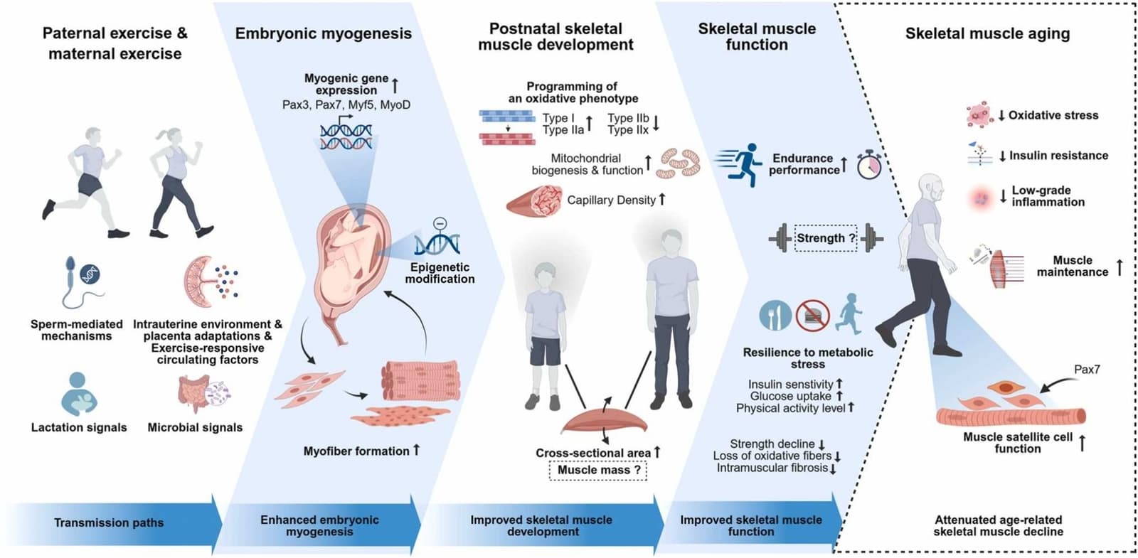 Graphical abstract from Ageing Research Reviews