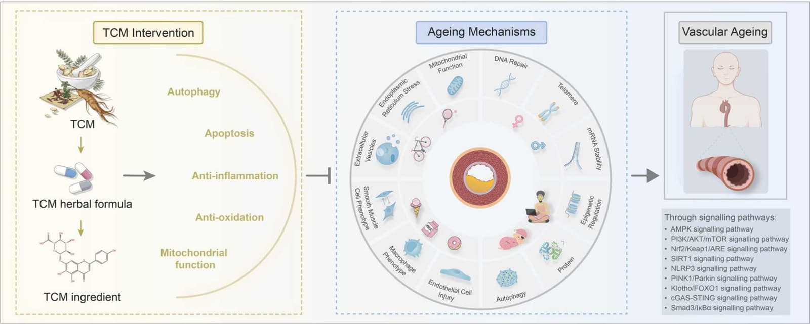 Graphical abstract from Ageing Research Reviews