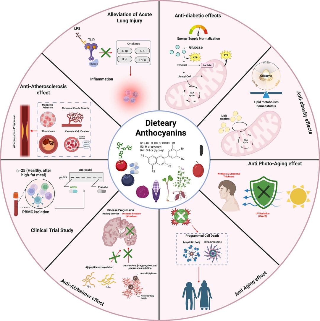 Graphical abstract from Food Research International