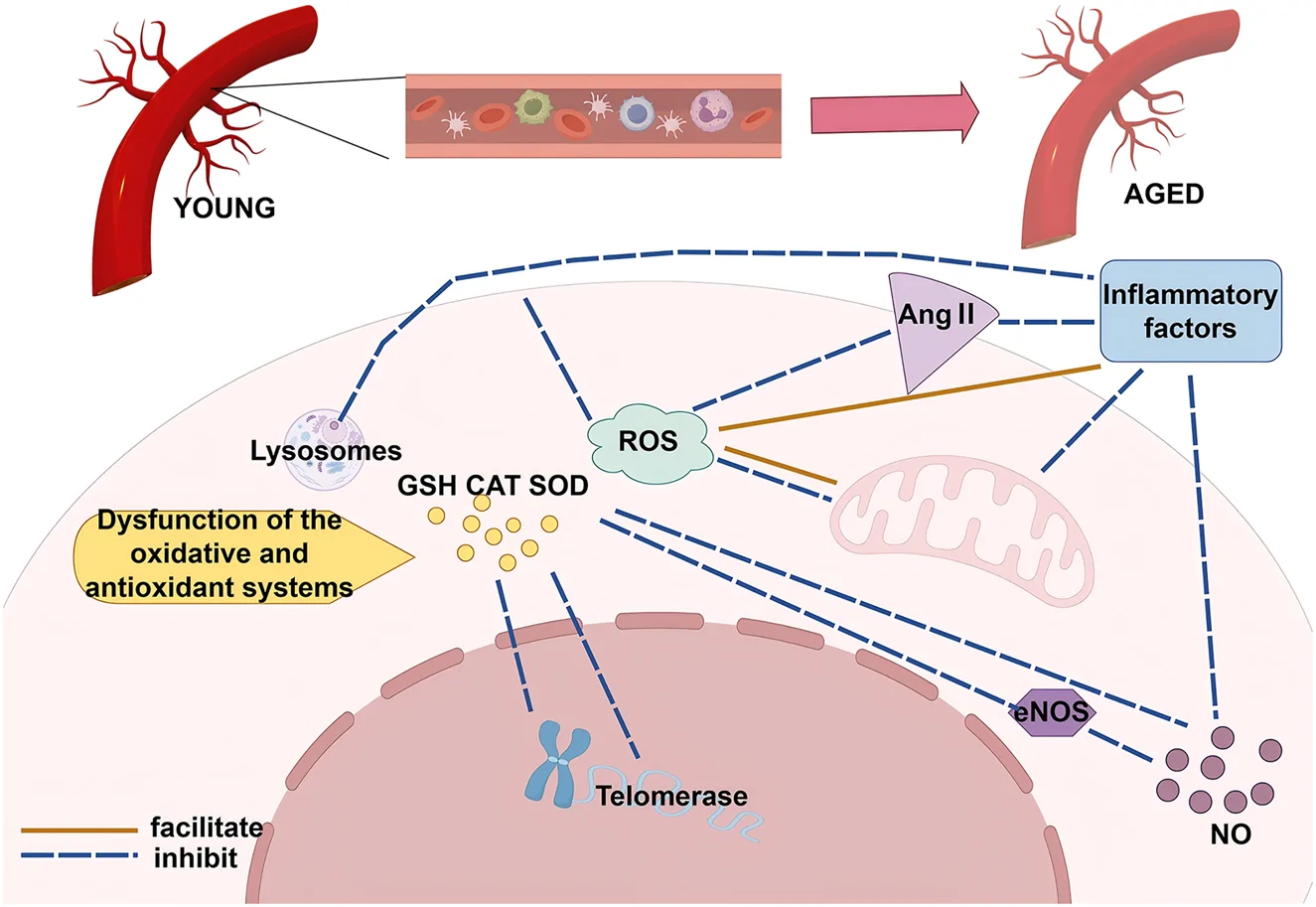 Figure 1. Factors contributing to stress-induced vascular senescence.