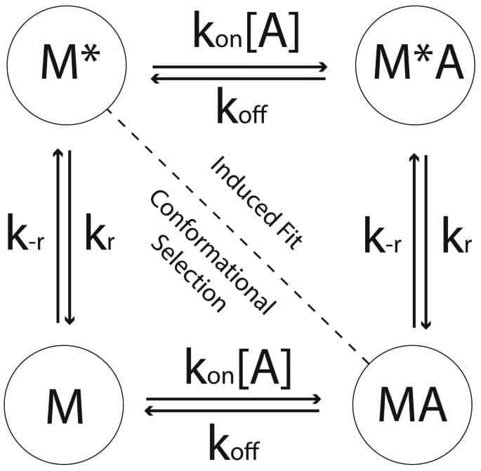 Figure 1 from Biochemistry Biokhimiia