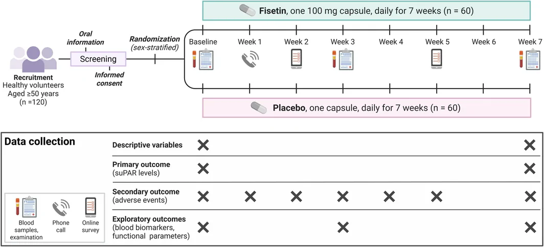 Figure 1. Study design. Volunteers expressing interest in participating in the study will be screened and provided with oral and written information.