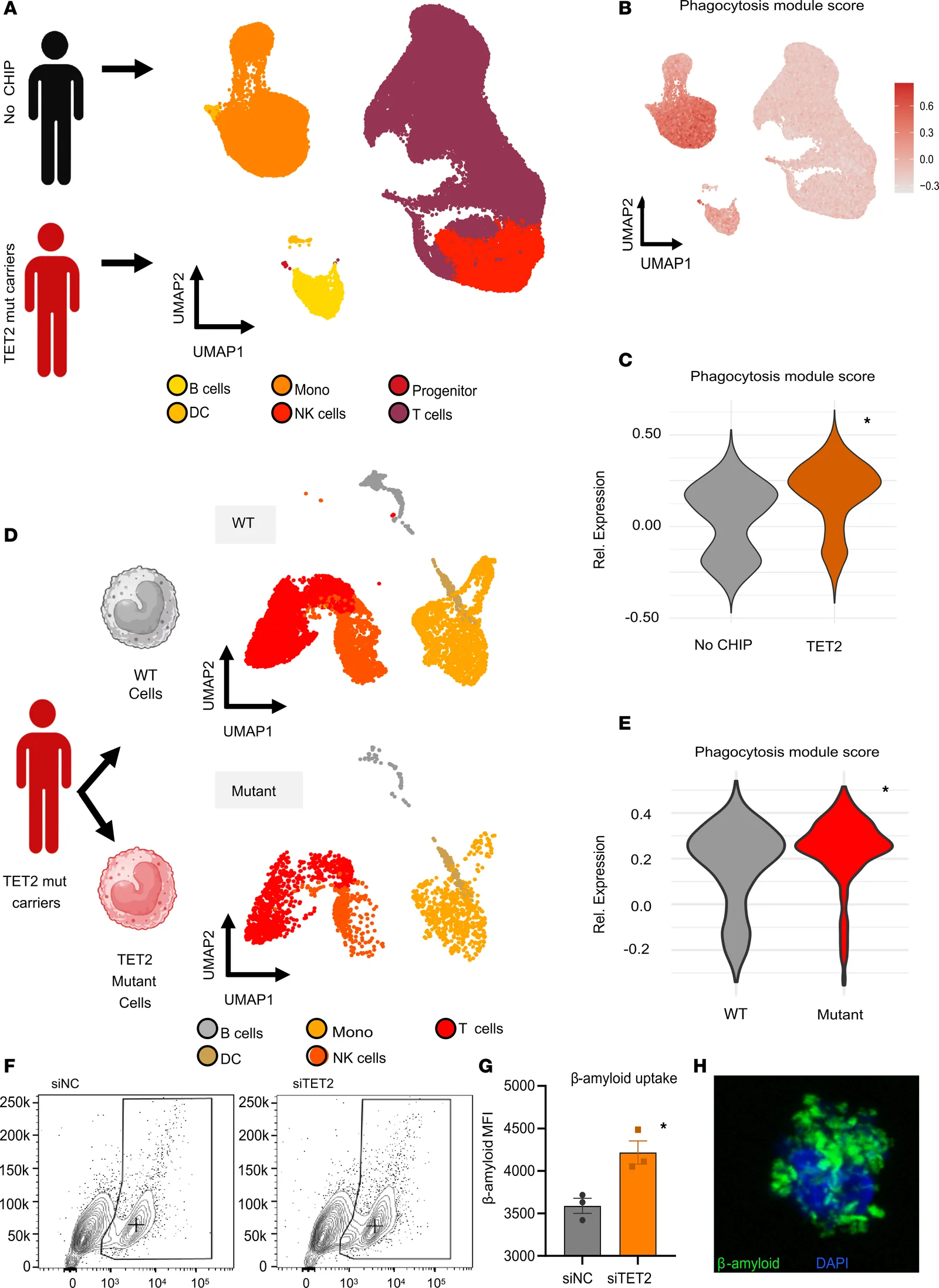Figure 1. TET2-mutant carriers and cells exhibit enhanced phagocytic signatures in aged individuals.