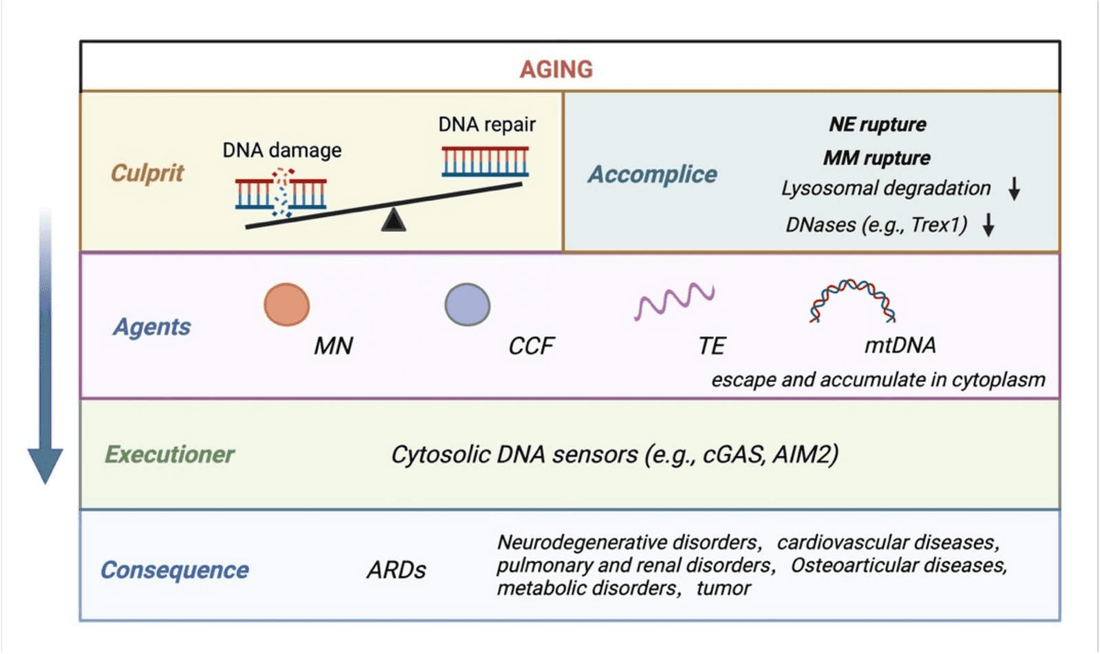 Figure 1 from Archives of Pharmacal Research