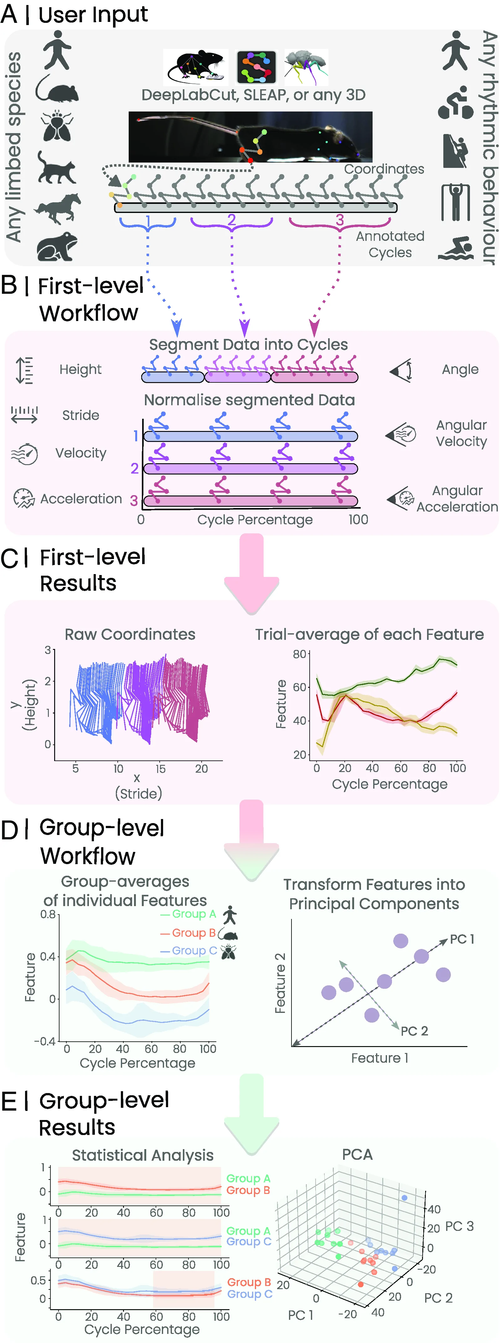 Fig. 1. AutoGaitA’s universal framework for the kinematic comparisons of rhythmic behaviors within and across limbed species.