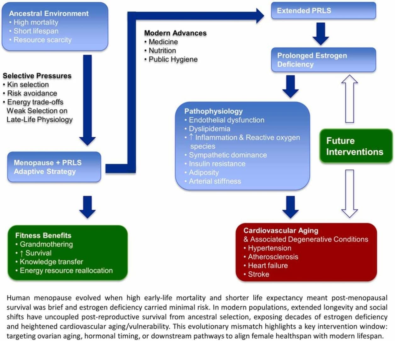 Graphical abstract from Ageing Research Reviews