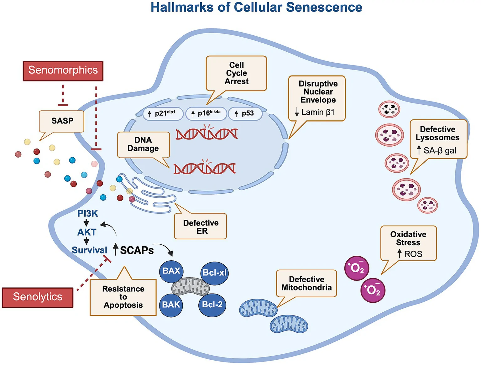 Figure 1. Hallmarks of cellular senescence.