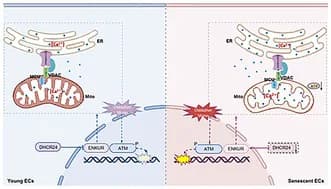 Graphical abstract from Aging Cell