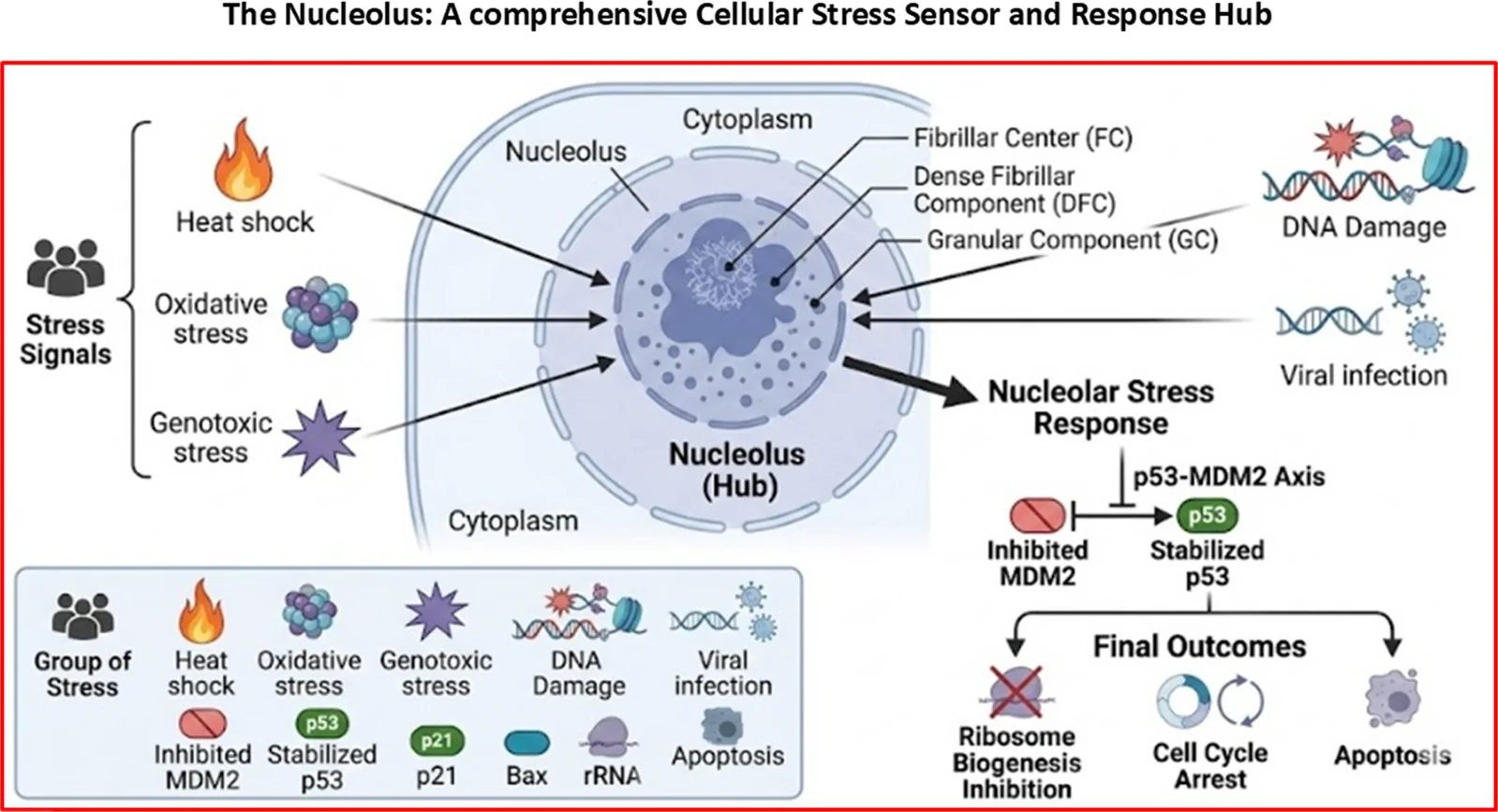 Fig. 1. The nucleolus as a comprehensive cellular stress sensor and response hub.