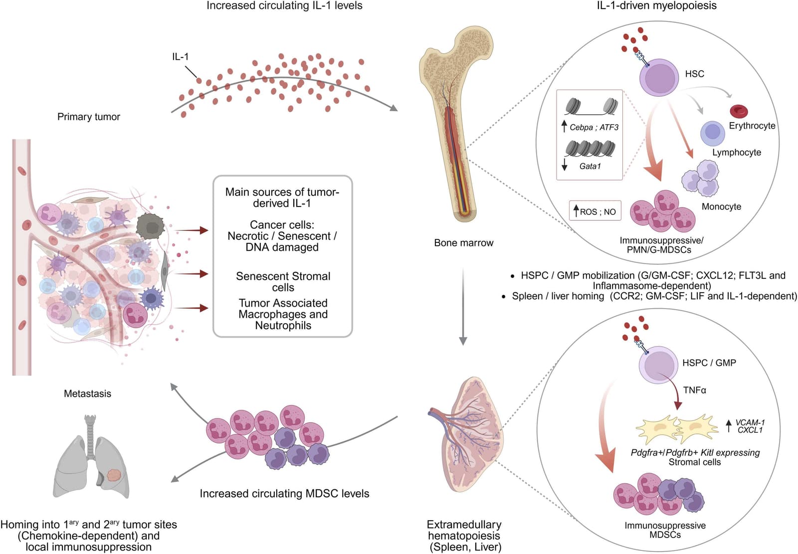 Figure 1 from Seminars in Immunology