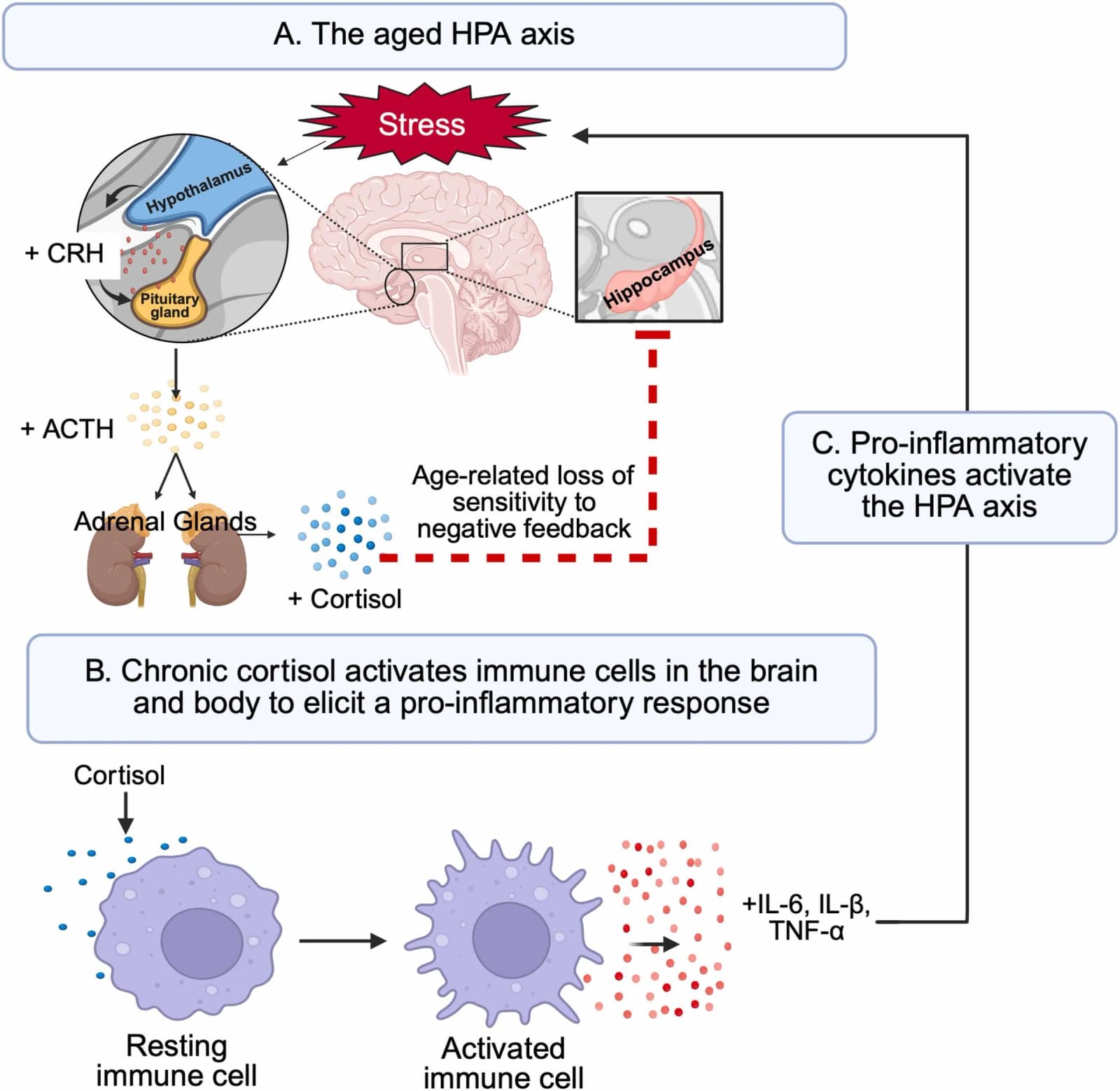 Fig. 1. Hypothalamic-pituitary-adrenal (HPA) axis interaction with immune cells in aging.