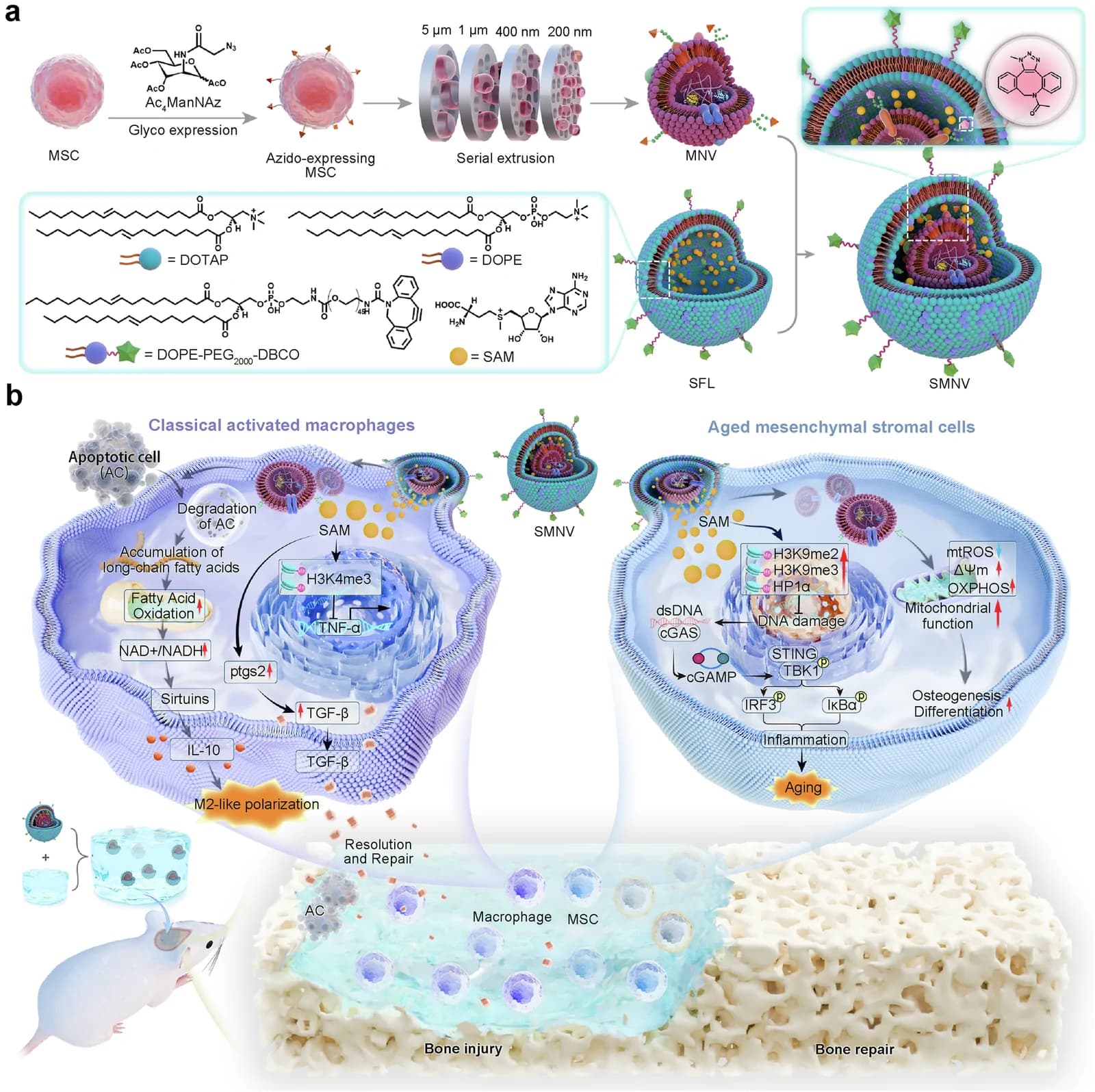 Fig. 1. Overview of nanoconcentrisomes in promoting the repair of aged bone injuries.