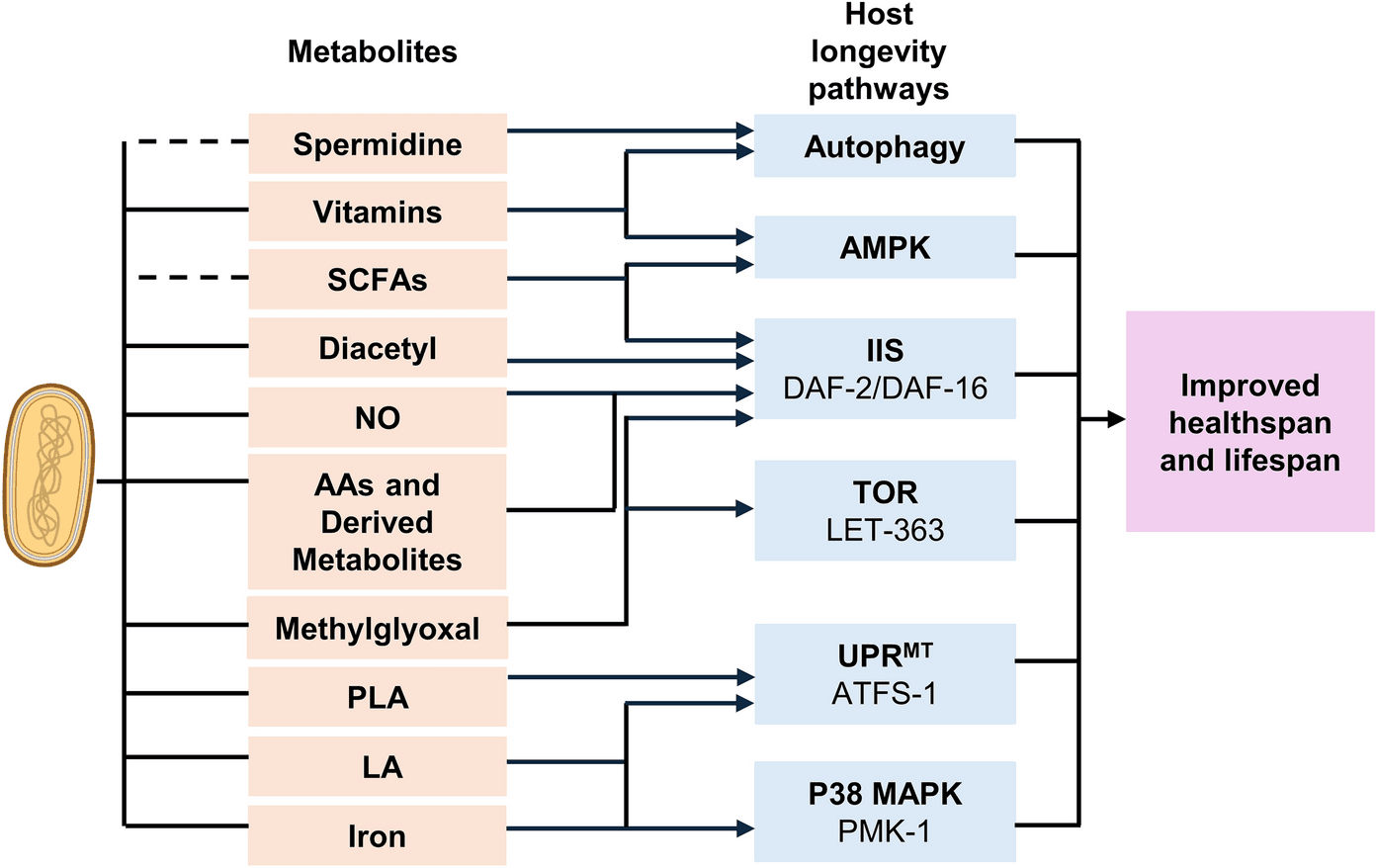 Figure 1 from Biogerontology