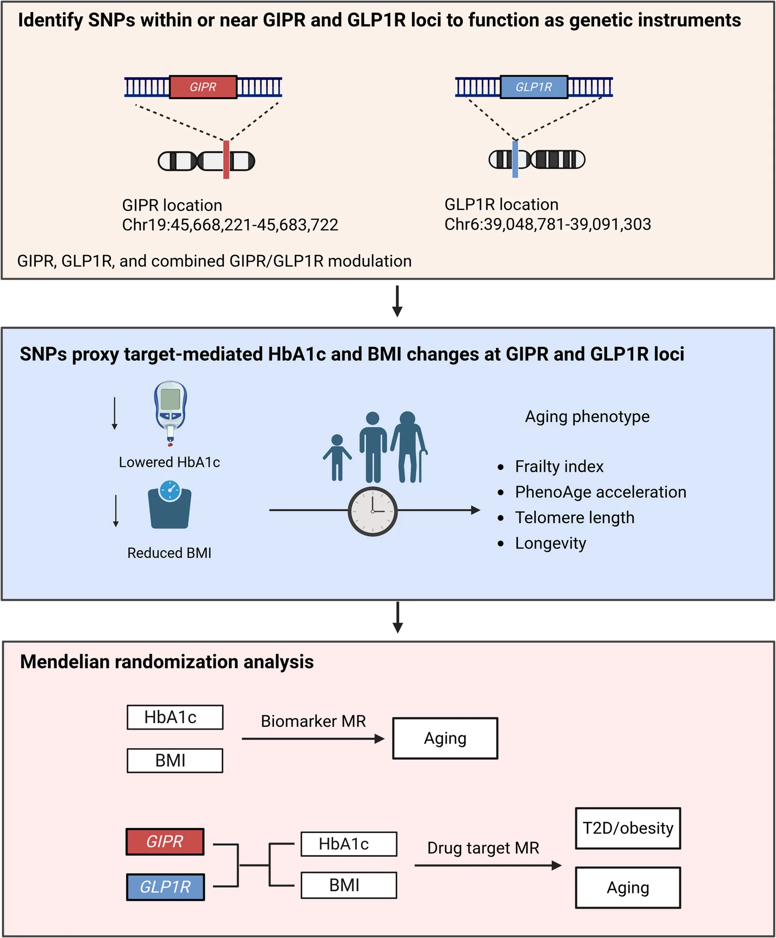 Fig. 1. Overview of the study design.