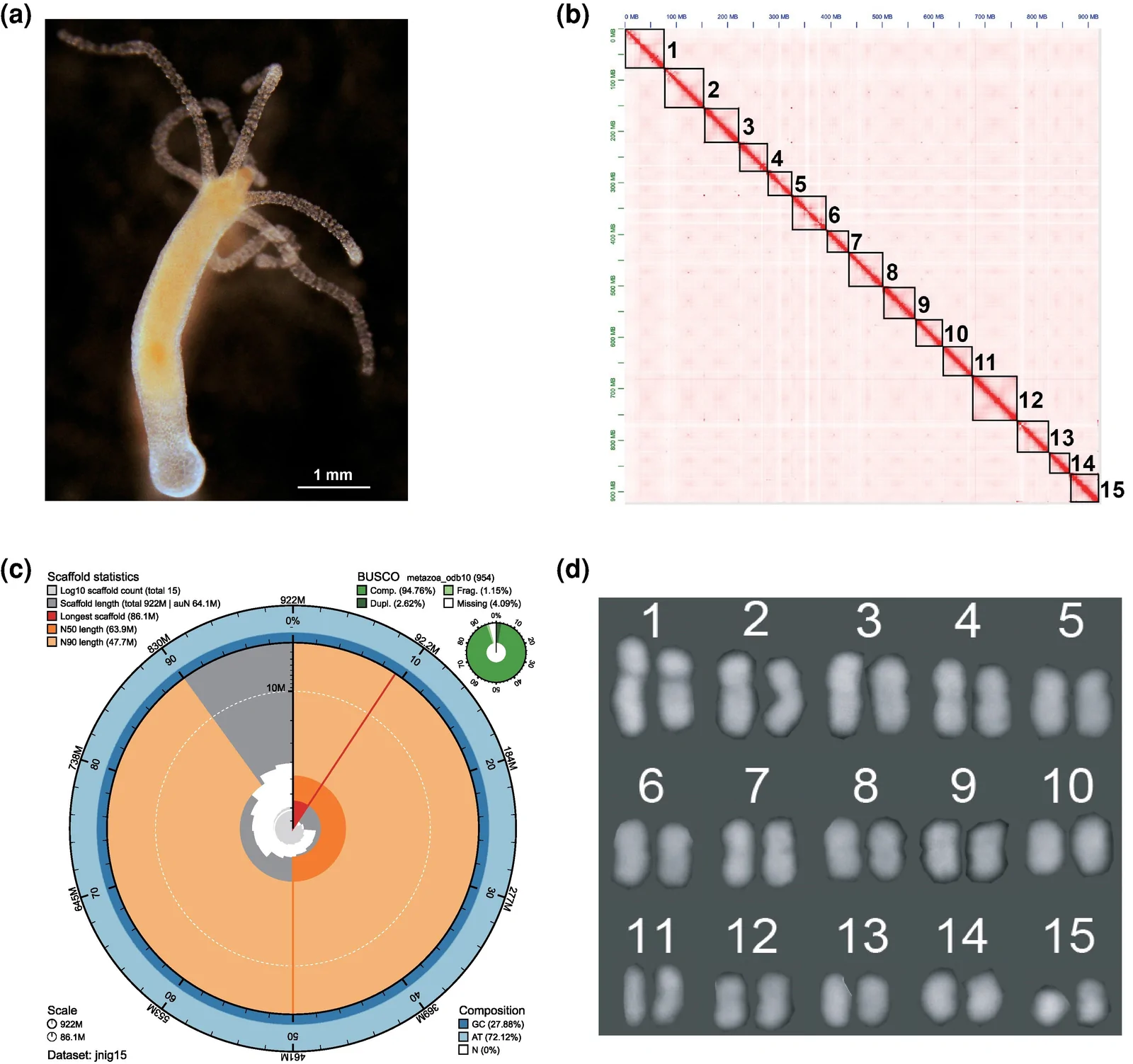 Fig. 1. Chromosome-level genome assembly of H. vulgaris AEP.JNIG.