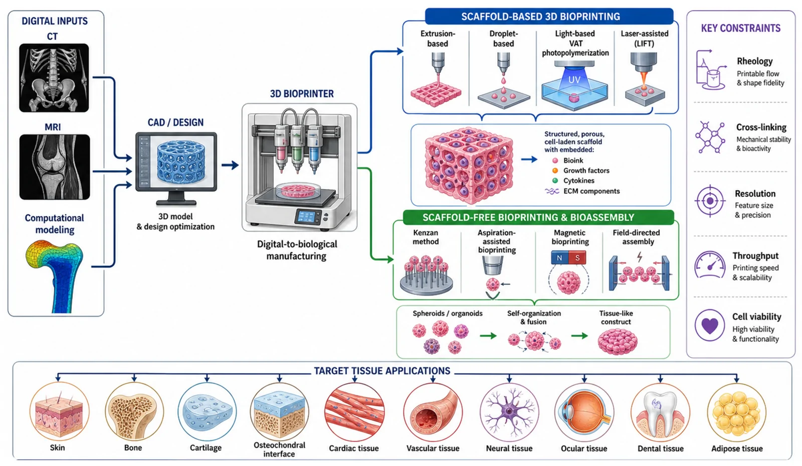 Figure 1. Schematic illustration of 3D bioprinting utilizing scaffold-based (extrusion, droplet, vat photopolymerization, LIFT) and scaffold-free (spheroid/aggregate bioassembly) approaches for diverse tissue…