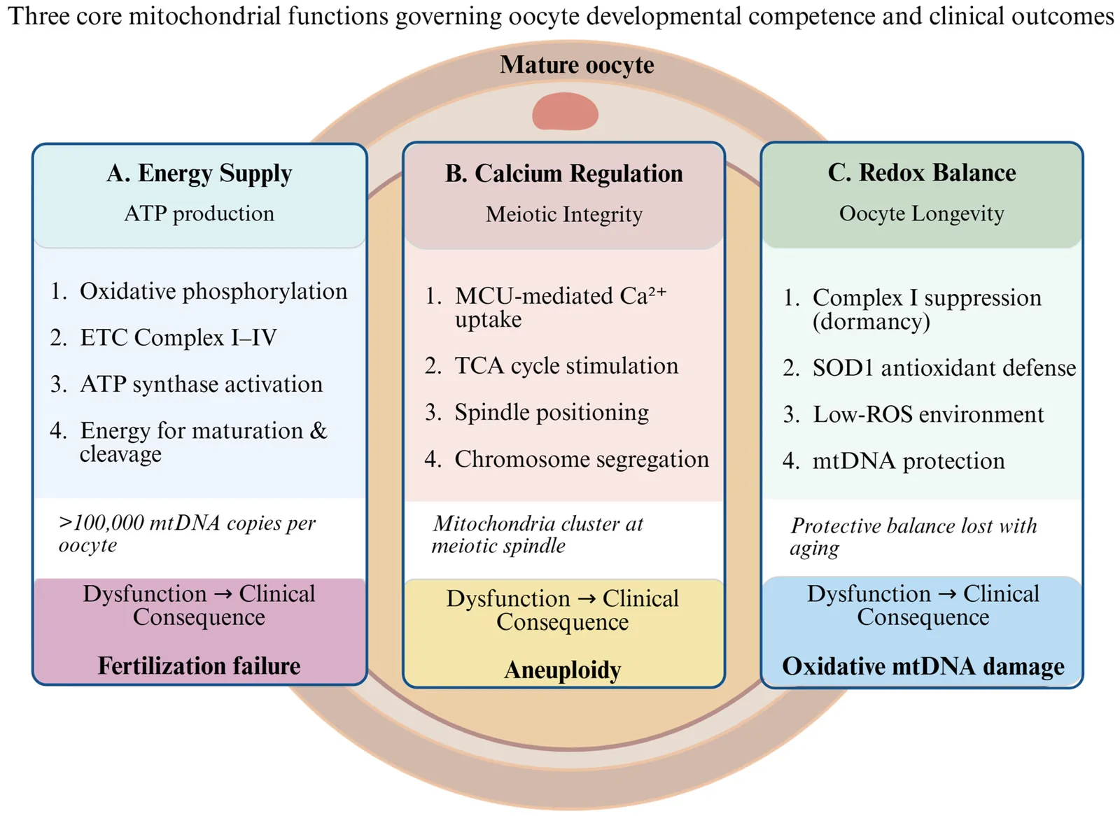 Figure 1. The Mitochondrial Triad of Oocyte Competence.