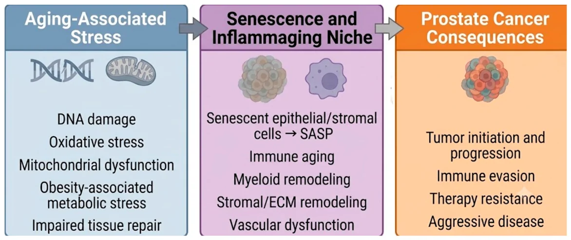 Figure 1. Aging-associated senescence and inflammaging in the prostate tumor microenvironment.