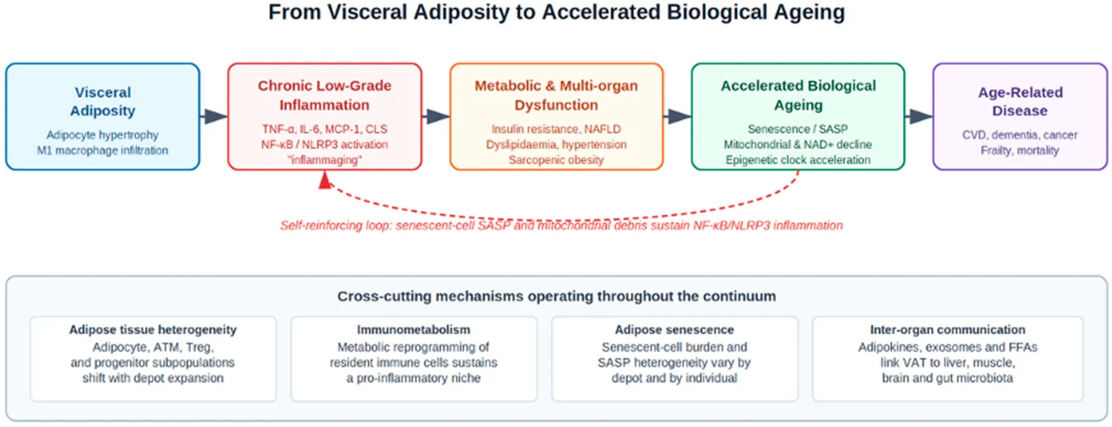 Figure 1. Mechanistic progression from visceral adiposity to age-related disease, highlighting cross-cutting mechanisms discussed critically throughout Section 3 and Section 4.