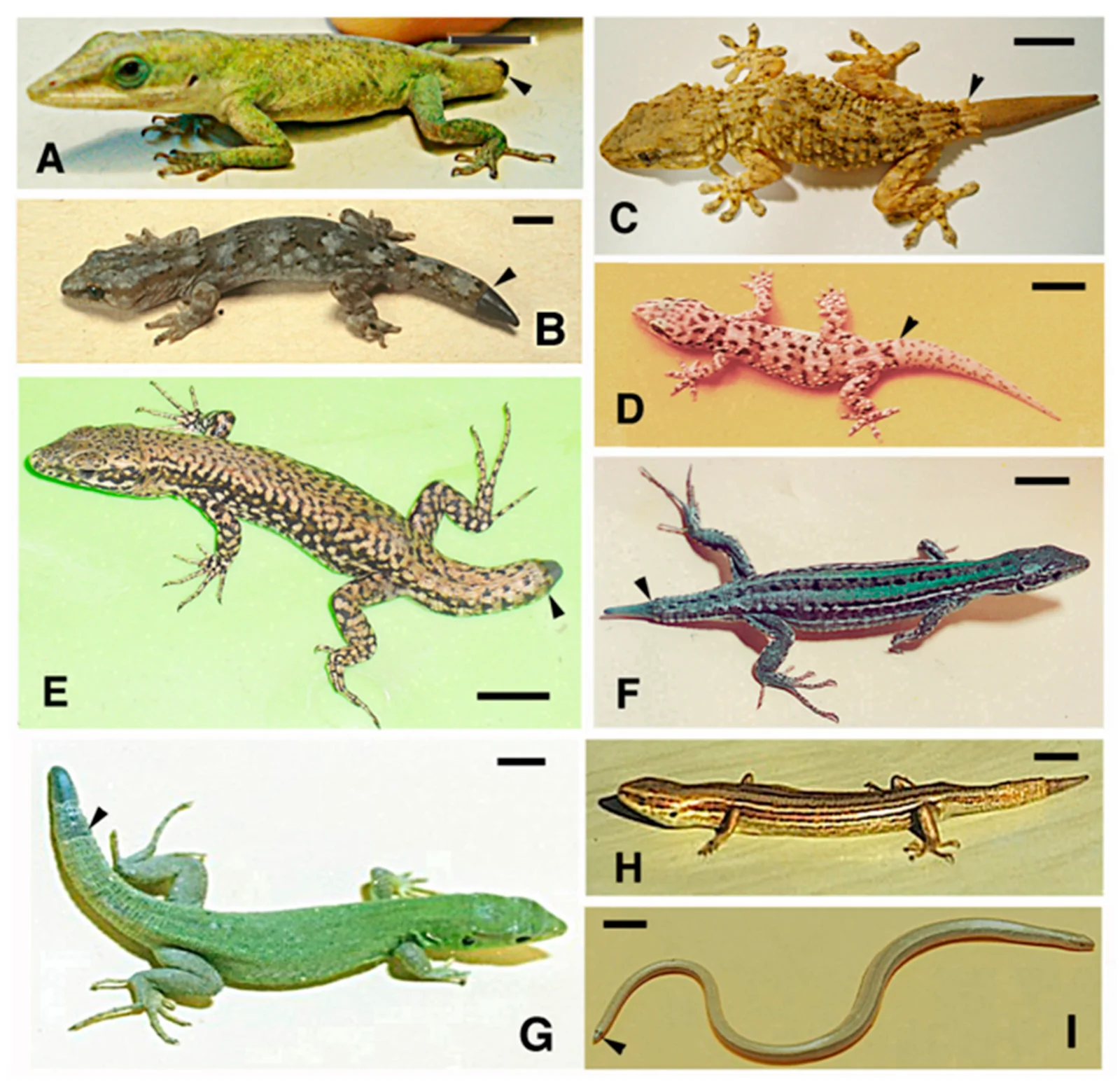 Figure 1. Some examples of tail regeneration in lizards.