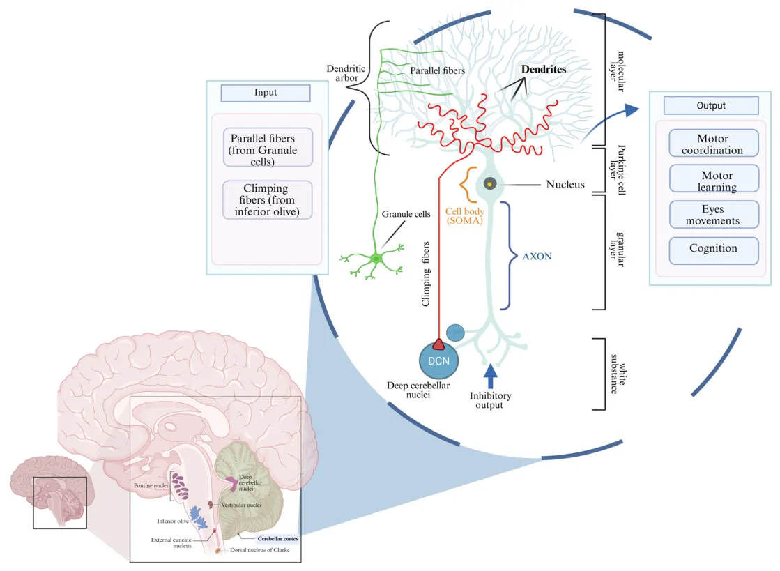 Figure 1. Morphological and functional organization of Purkinje cells.