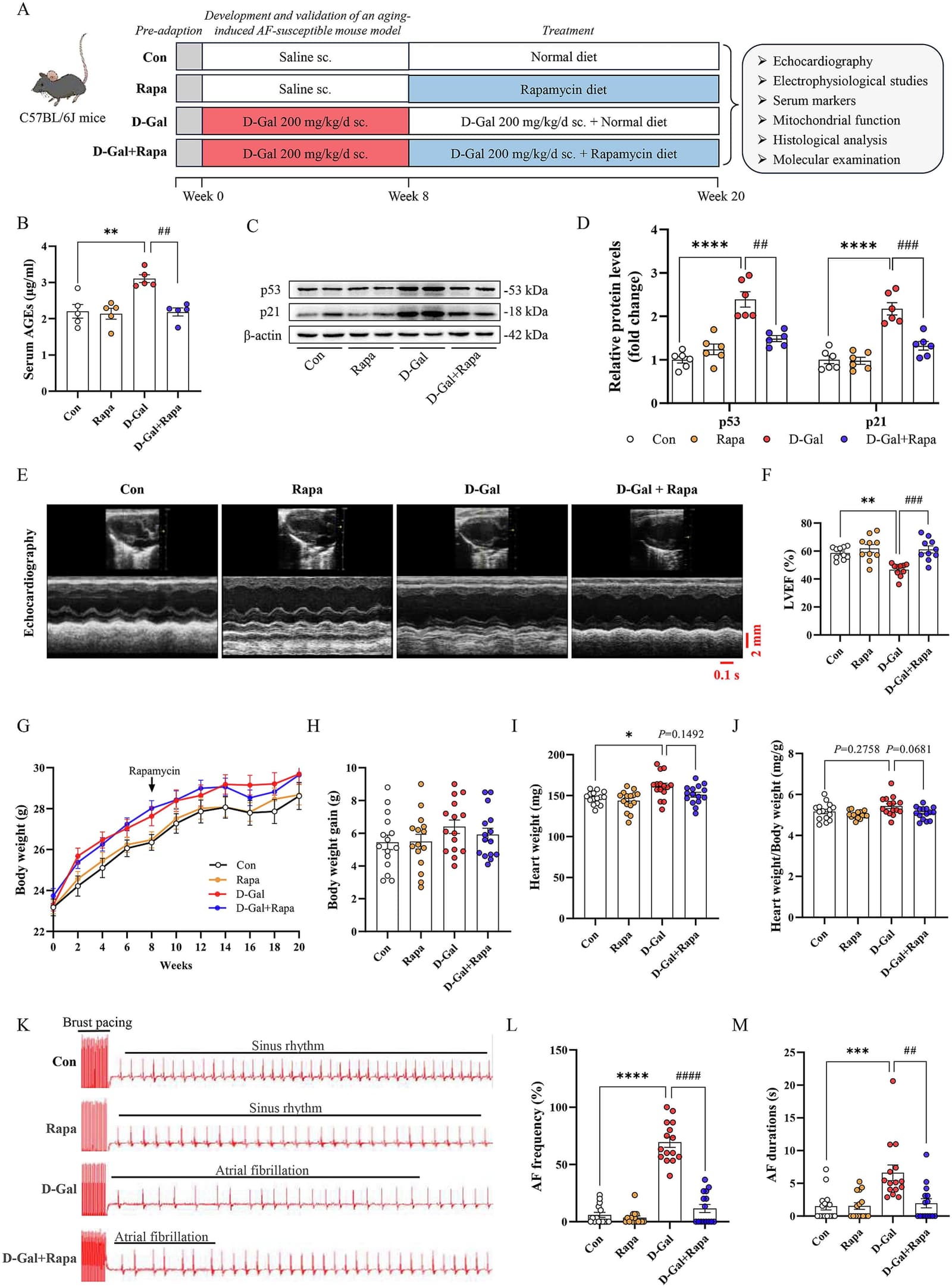 Figure 1 from Biochimica et Biophysica Acta Molecular Basis of Disease