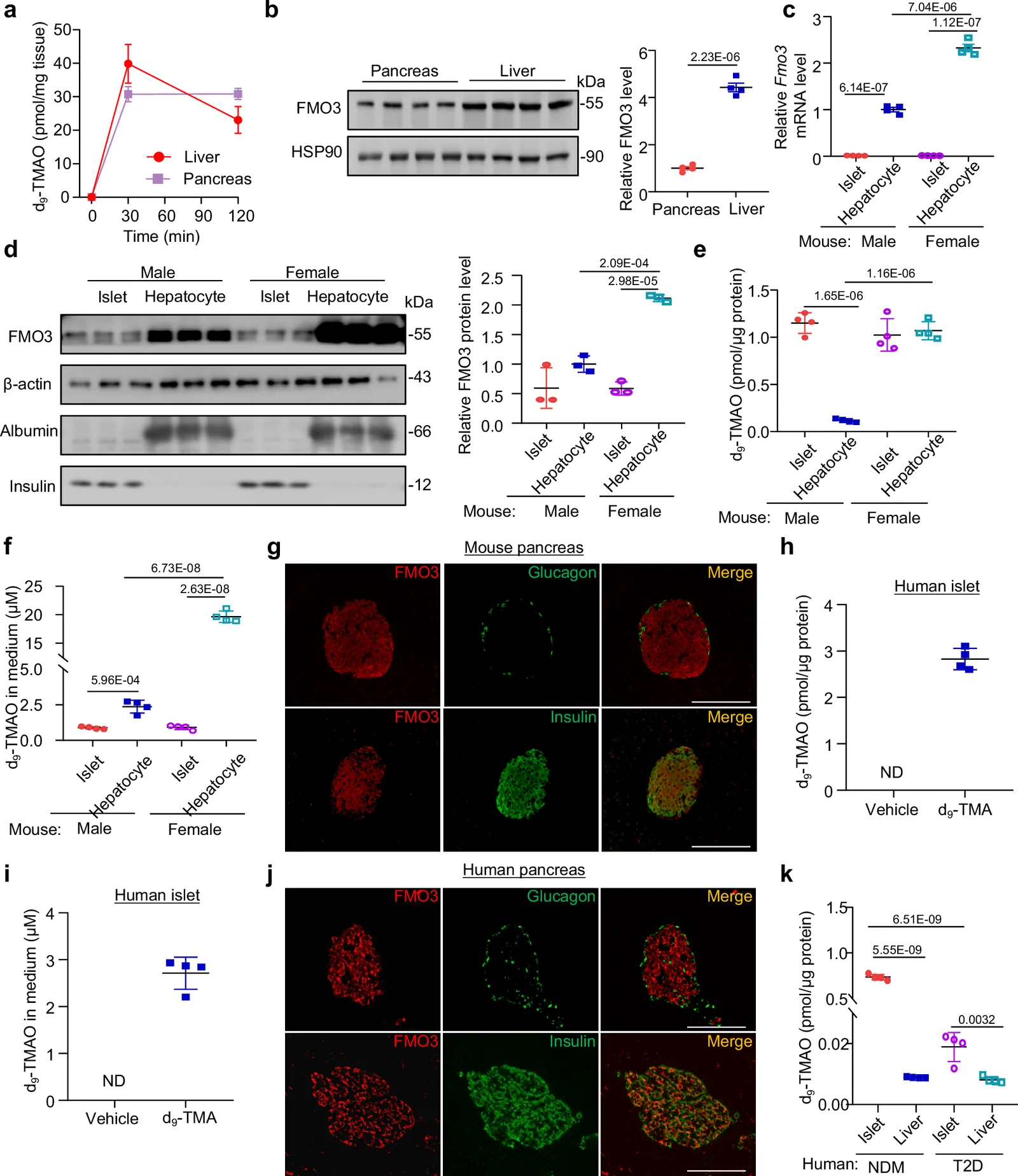 Fig. 1. β-cells abundantly express FMO3 and produce TMAO.