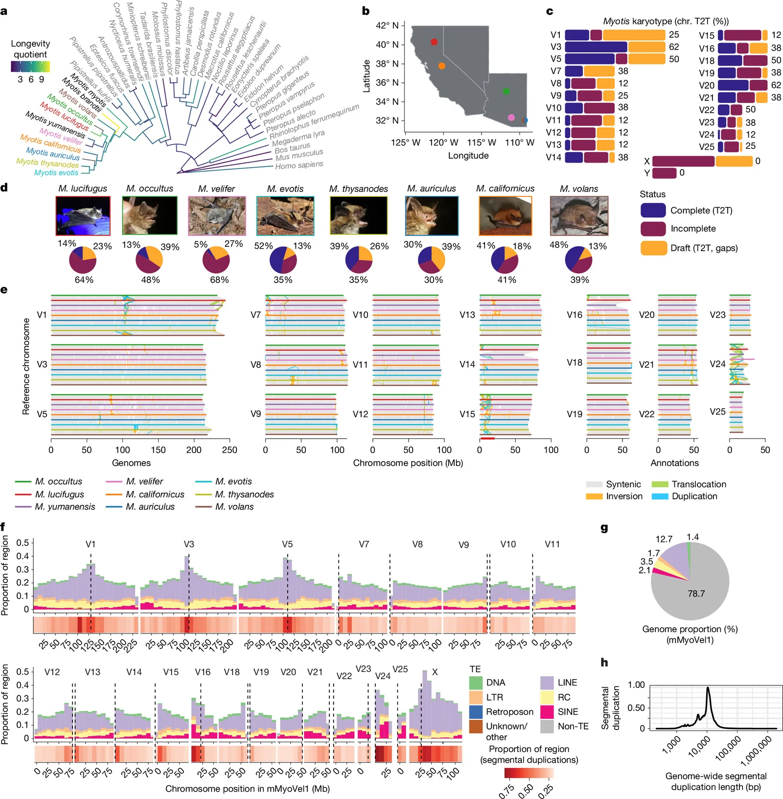 Fig. 1. Near-complete reference assemblies reveal a varied structural variation landscape across nine Nearctic Myotis species.