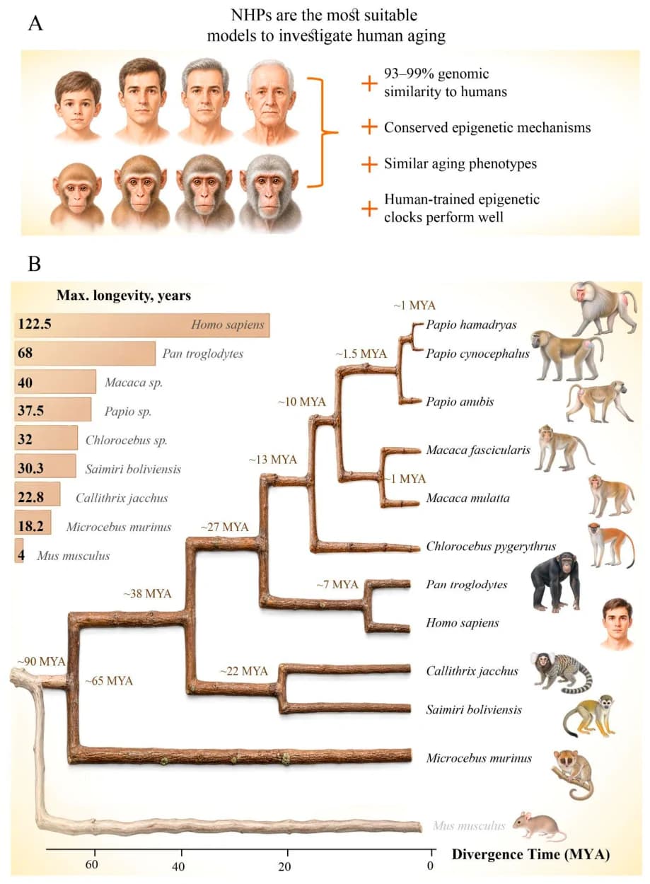 Figure 1. An overview establishing non-human primates as the premier model system for aging research due to their unique relevance to human biology.