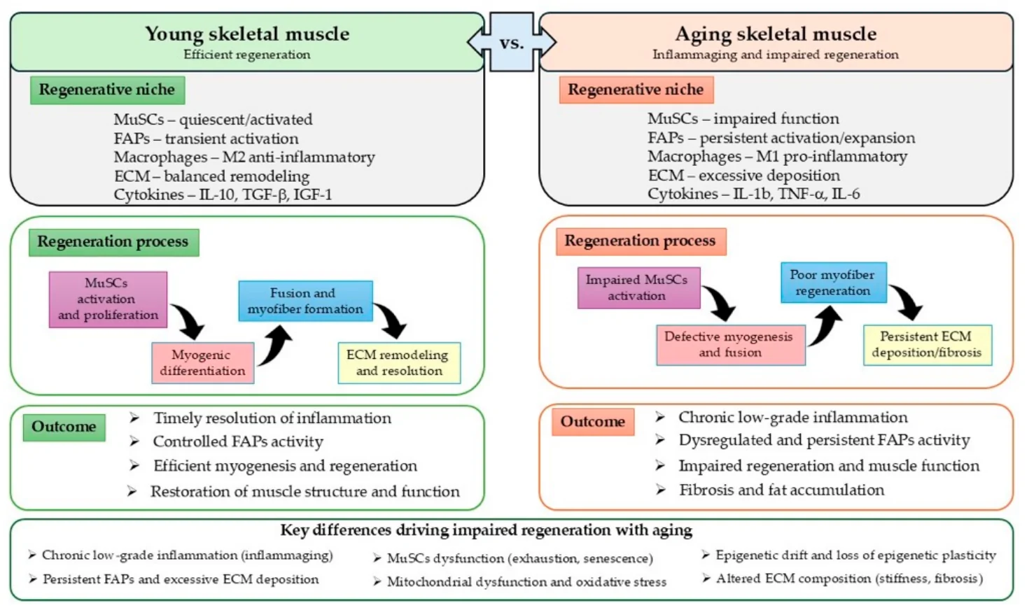 Figure 1. Age-related remodeling of the skeletal muscle regenerative niche.