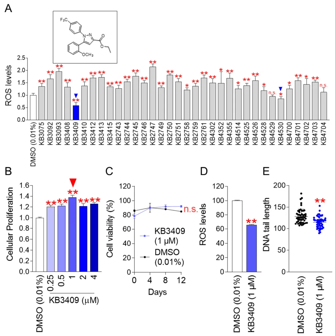 Figure 1. High throughput screening for compounds that lower ROS levels in senescent fibroblasts.