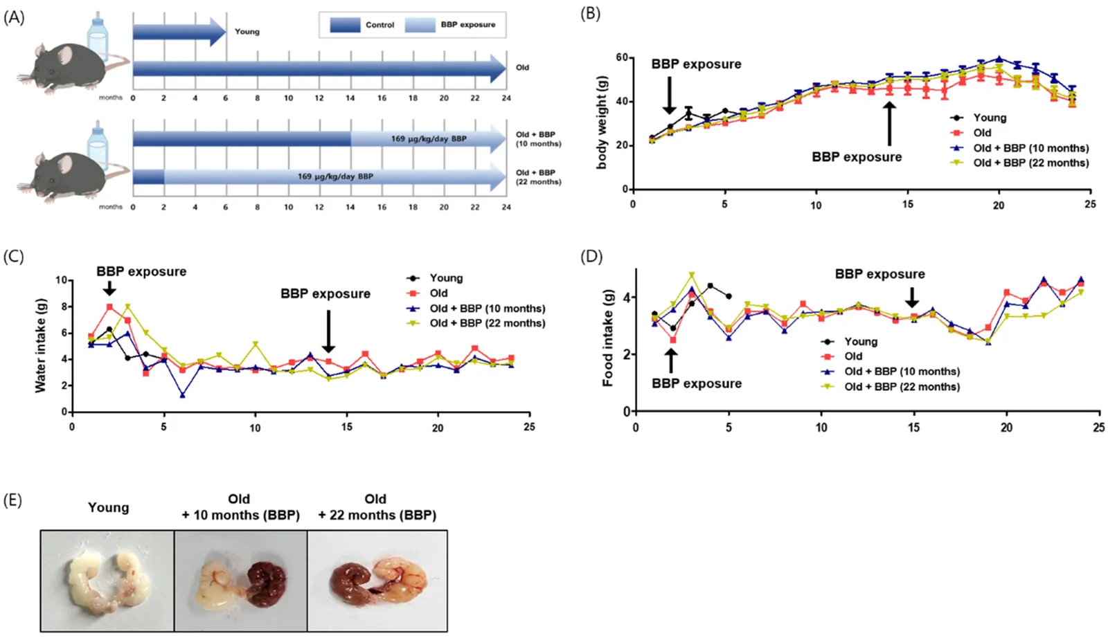 Figure 1. Experimental design, physiological measures, and gross seminal vesicle findings.